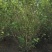 成都木槿花批发成都苗木基地供应各类规格木槿花基地