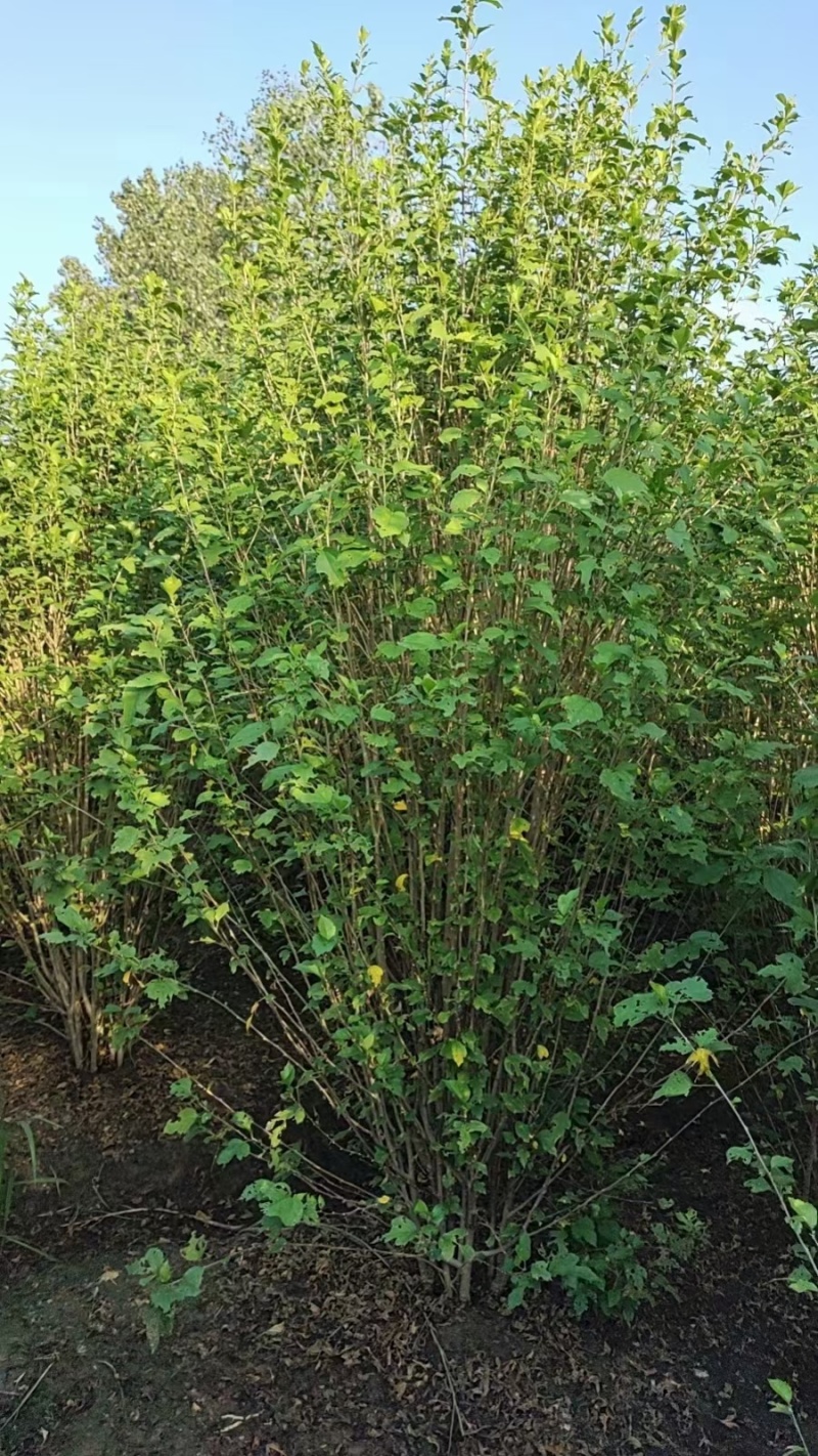 贵州木槿花批发贵州苗木基地供应各类规格木槿花基地