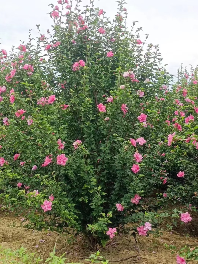 贵州木槿花批发贵州苗木基地供应各类规格木槿花基地