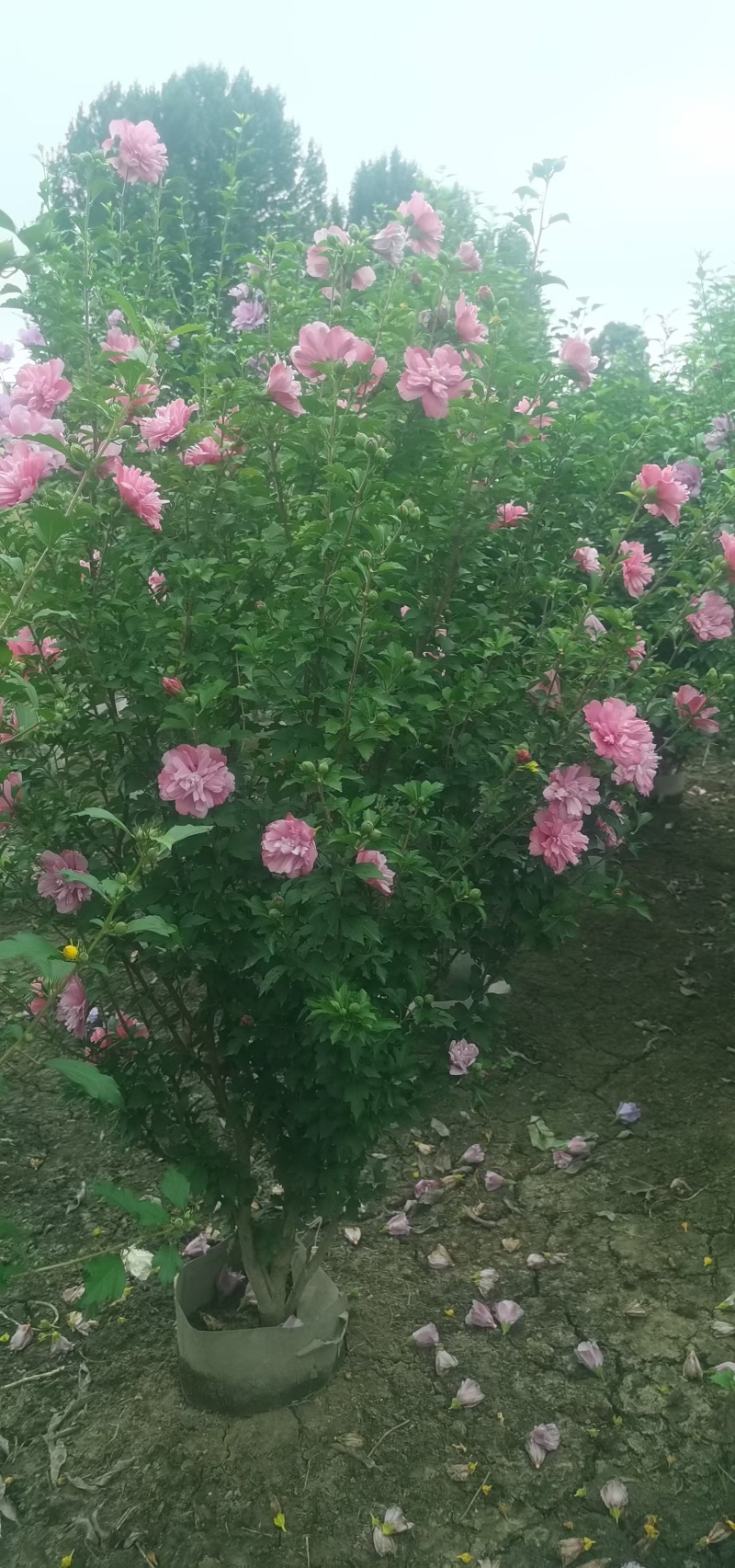 贵州木槿花批发贵州苗木基地供应各类规格木槿花基地