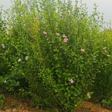重庆木槿花批发重庆苗木基地供应各类规格木槿花基地