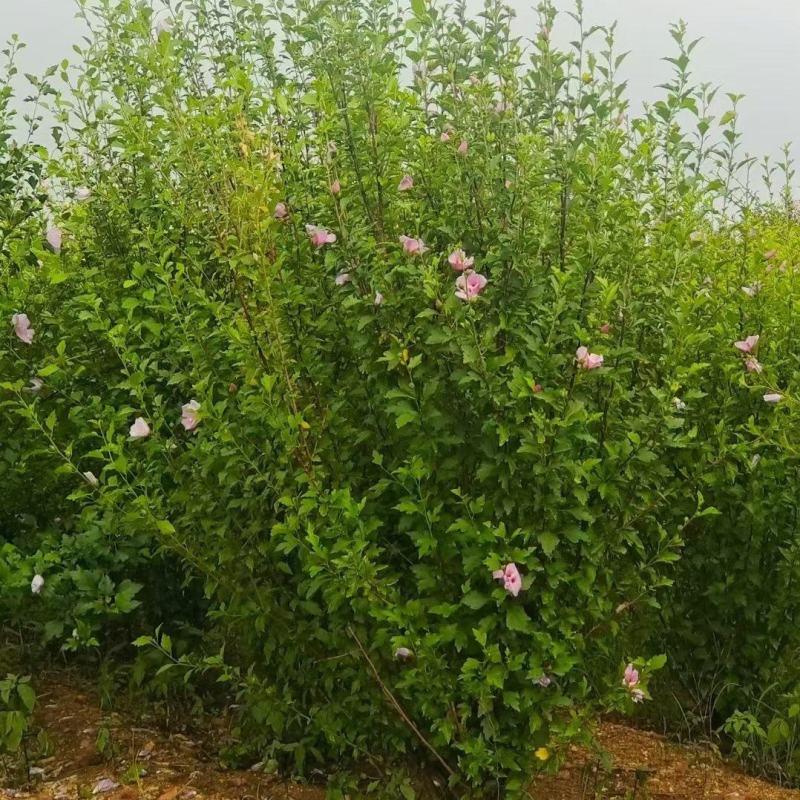 重庆木槿花批发重庆苗木基地供应各类规格木槿花基地