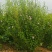 重庆木槿花批发重庆苗木基地供应各类规格木槿花基地