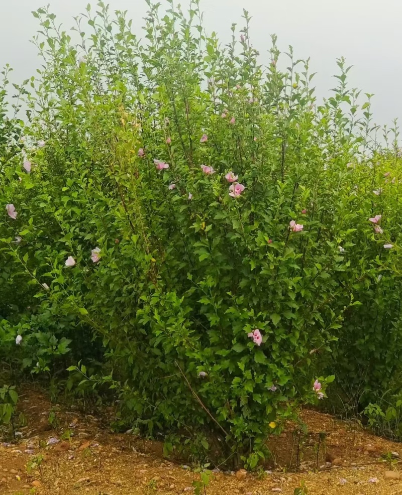 重庆木槿花批发重庆苗木基地供应各类规格木槿花基地