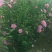 重庆木槿花批发重庆苗木基地供应各类规格木槿花基地