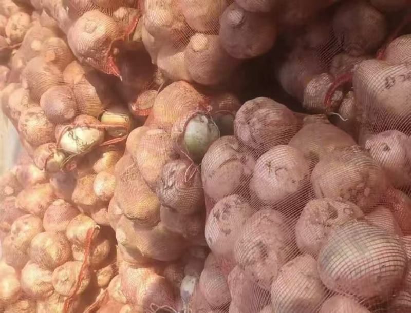 芥菜头！疙瘩！大量对接各大电商！酱菜厂！支持各种包装发货