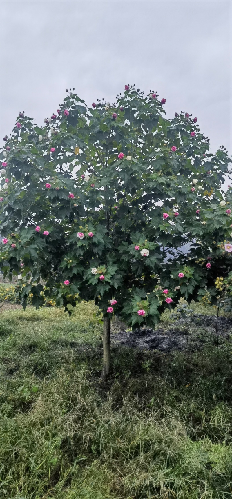 成都木芙蓉3公分5公分6公分8公分10公分12公分