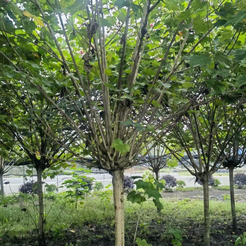 成都低分枝木芙蓉3公分5公分6公分8公分10公分12公分
