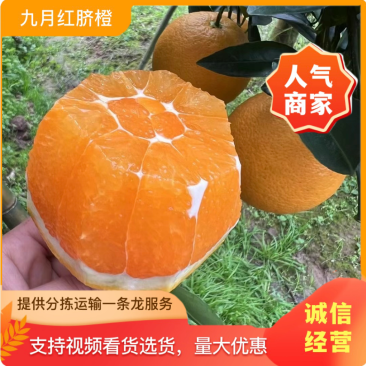 湖北秭归九月红果冻橙！！产地一手货源，实地采摘、鲜美多汁