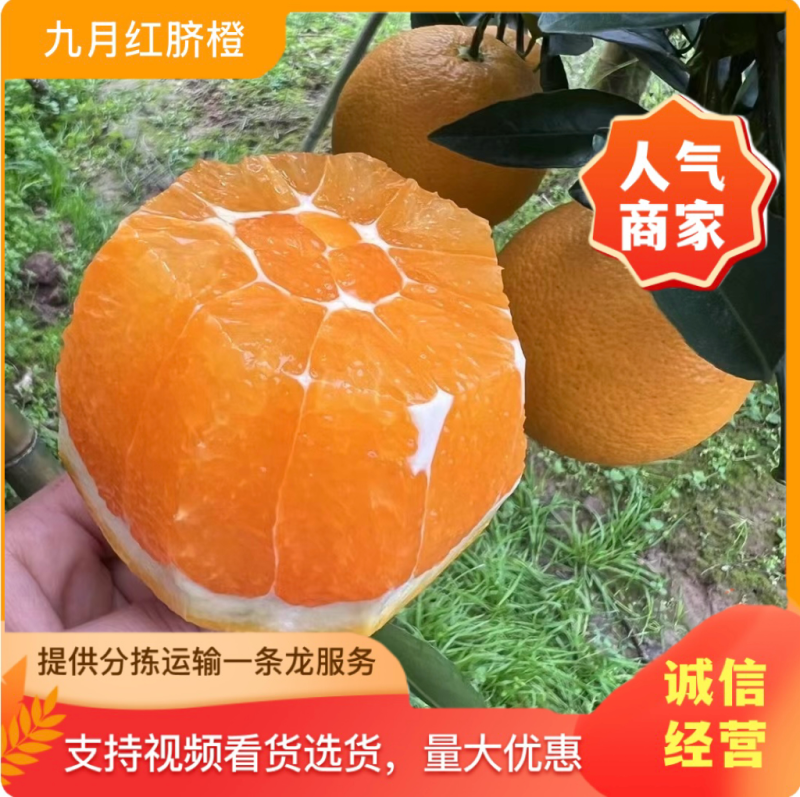湖北秭归九月红果冻橙！！产地一手货源，实地采摘、鲜美多汁