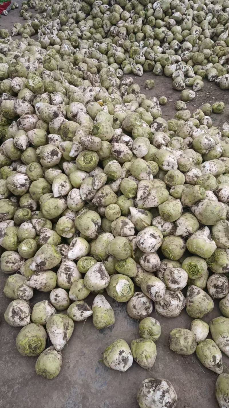 芥菜头！疙瘩！大量对接各大电商！酱菜厂！支持各种包装发货