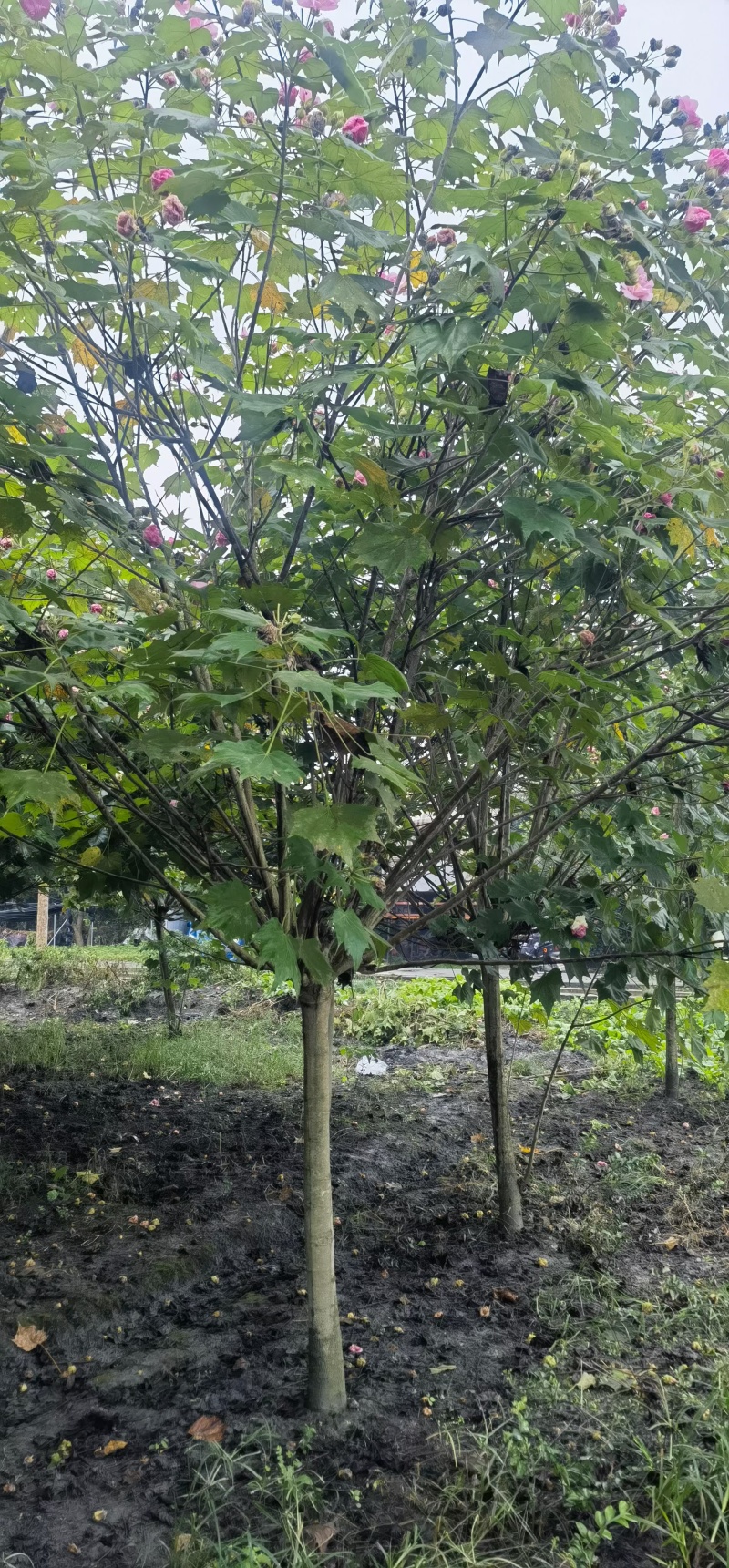 成都丛生木芙蓉3公分5公分6公分8公分10公分12公分