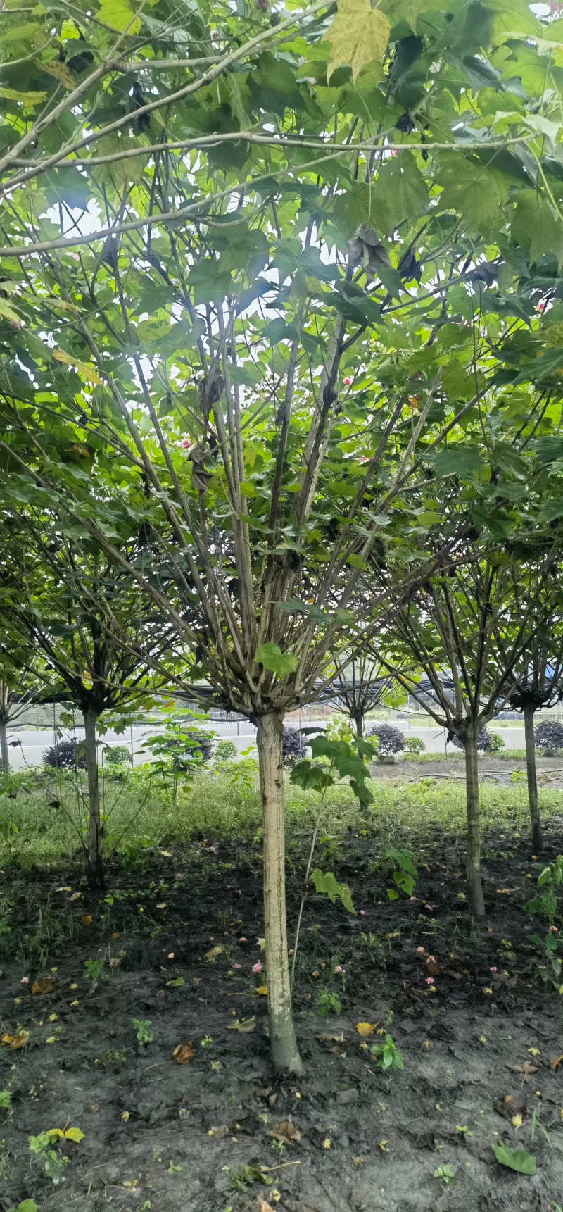 成都丛生木芙蓉3公分5公分6公分8公分10公分12公分