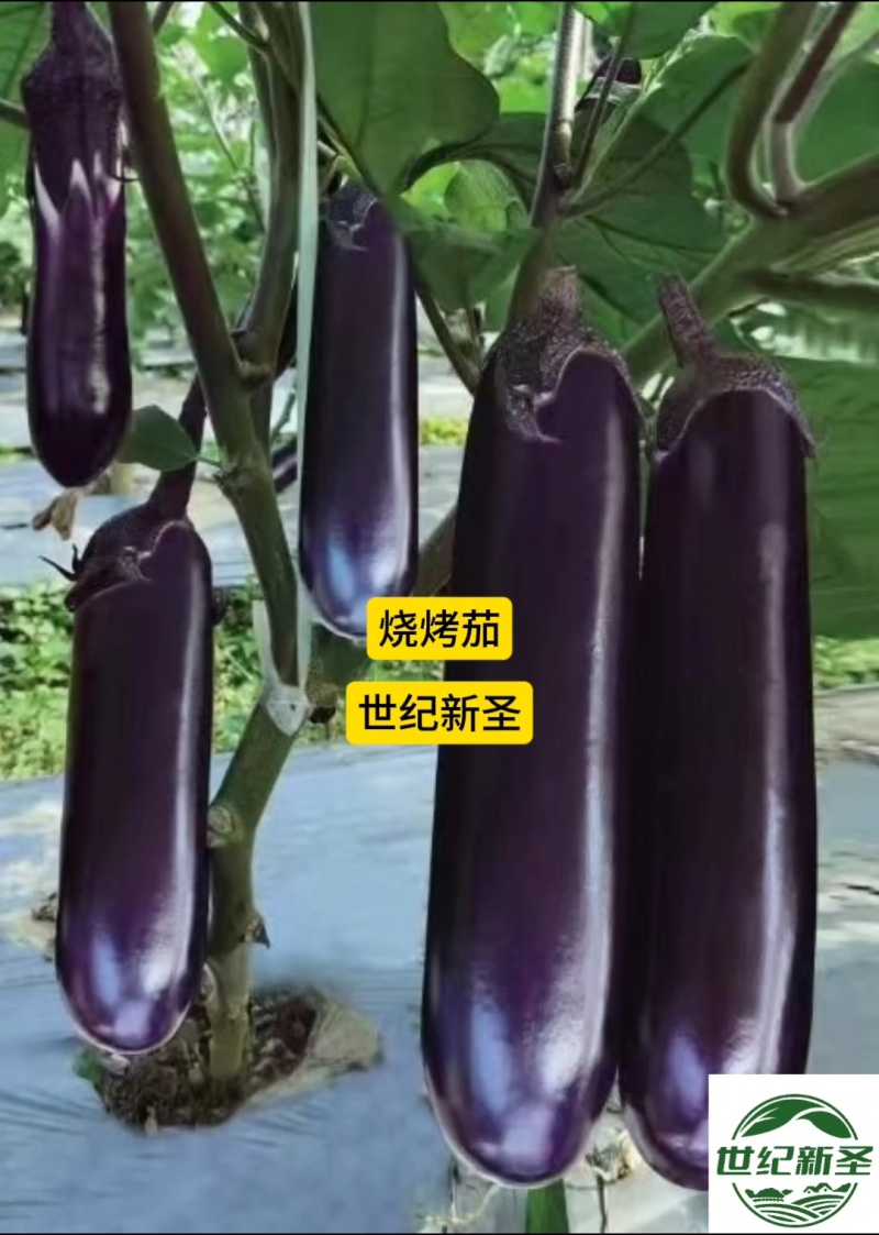 紫萼长茄种子早熟黑亮瓜条顺直抗病性强耐运输早春耐热