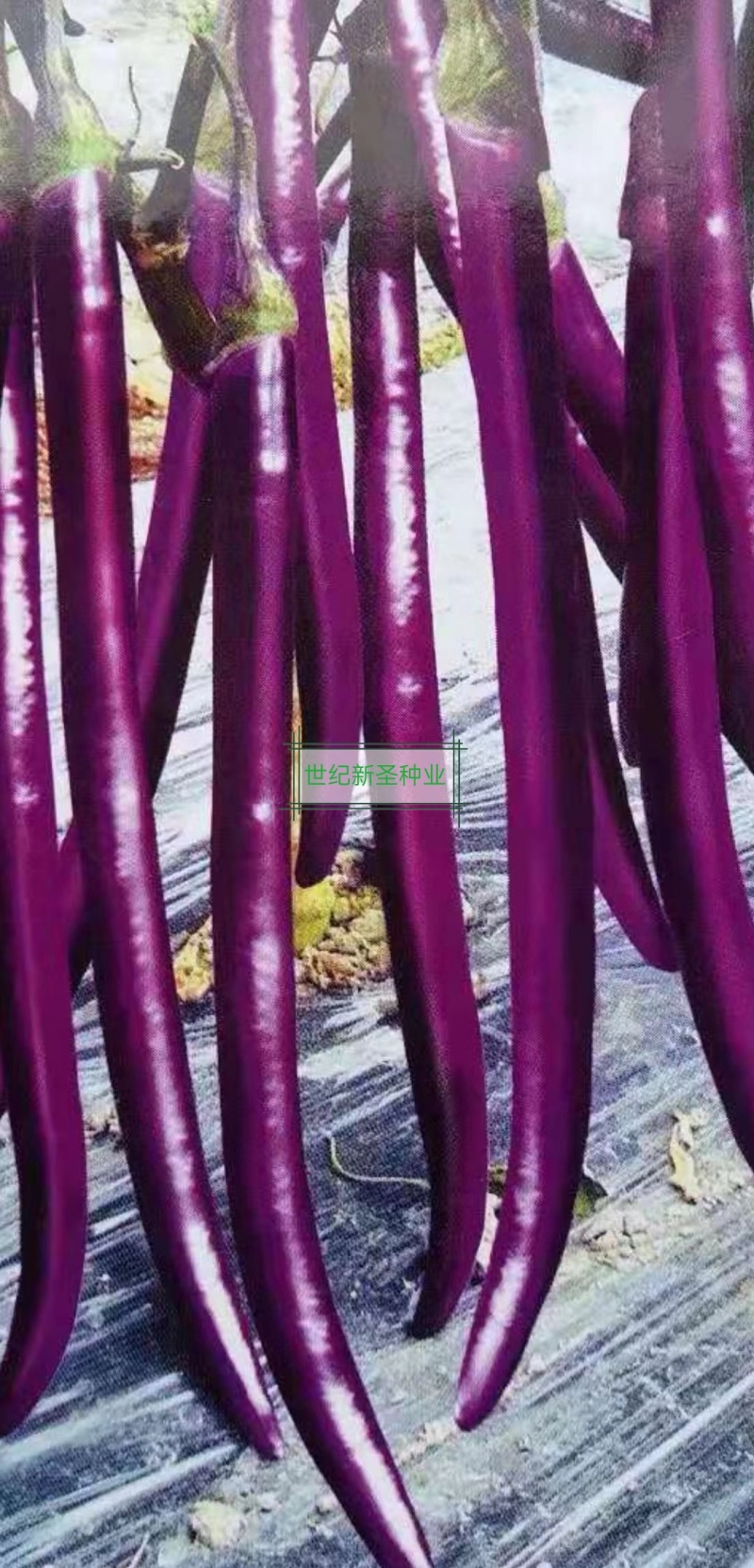 紫萼长茄种子早熟黑亮瓜条顺直抗病性强耐运输早春耐热