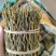 铁皮石斛捆条，长捆条，中捆条，短捆条，货源充足，量大价优