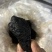 黄精滇黄精四川黄精云南黄精九蒸九晒