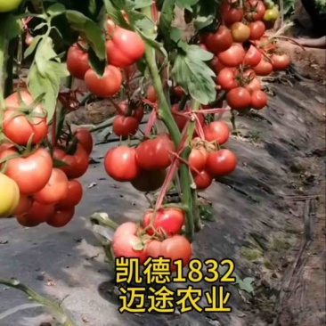 西红柿苗大果口感硬粉早熟抗死棵抗线虫产量高