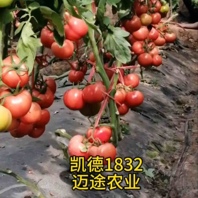 西红柿苗大果口感硬粉早熟抗死棵抗线虫产量高