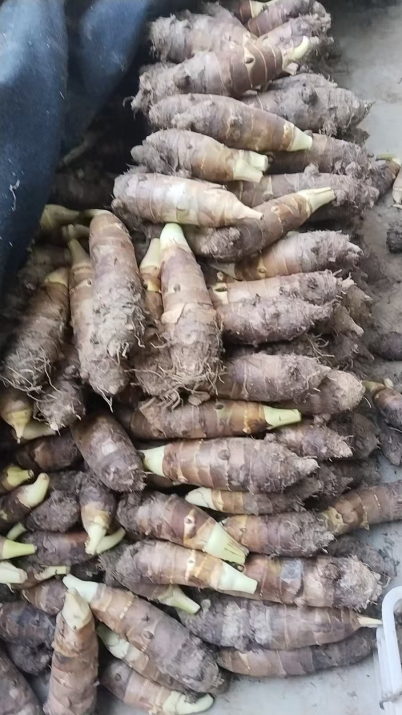 高钙香芋