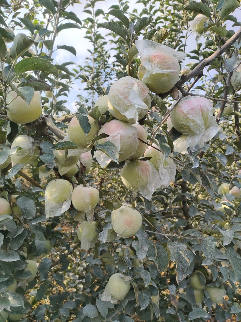 明月青森苹果