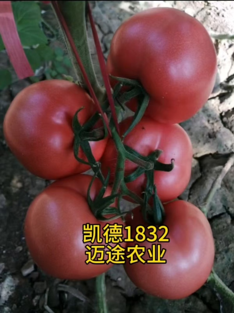 西红柿苗大果口感硬粉早熟抗死棵抗线虫产量高