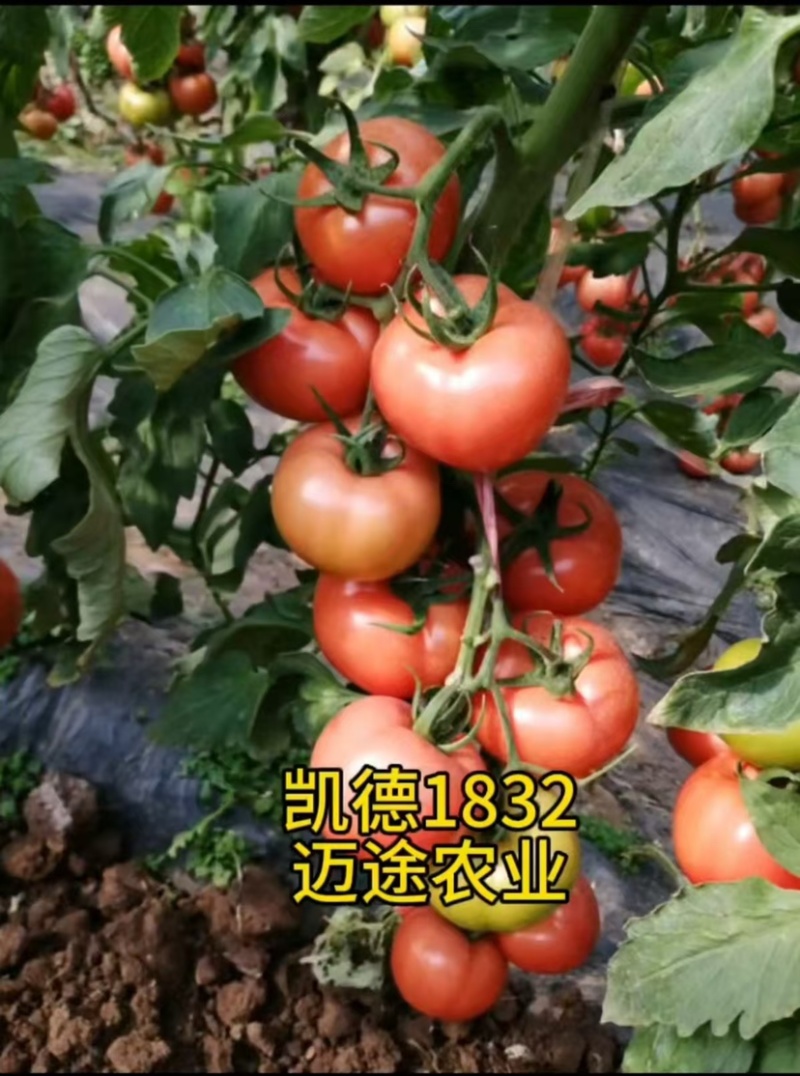 西红柿苗大果口感硬粉早熟抗死棵抗线虫产量高