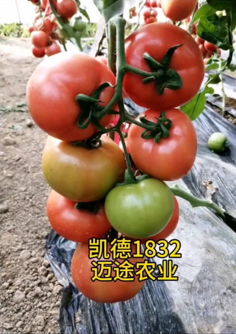 西红柿苗大果口感硬粉早熟抗死棵抗线虫产量高