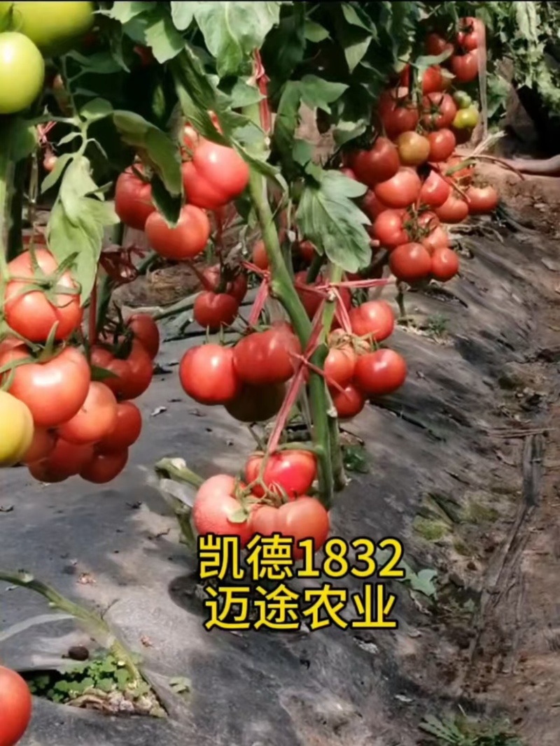 西红柿苗大果口感硬粉早熟抗死棵抗线虫产量高