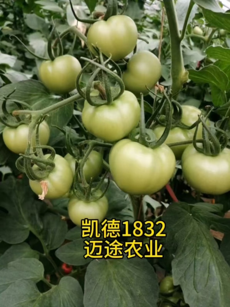 西红柿苗大果口感硬粉早熟抗死棵抗线虫产量高
