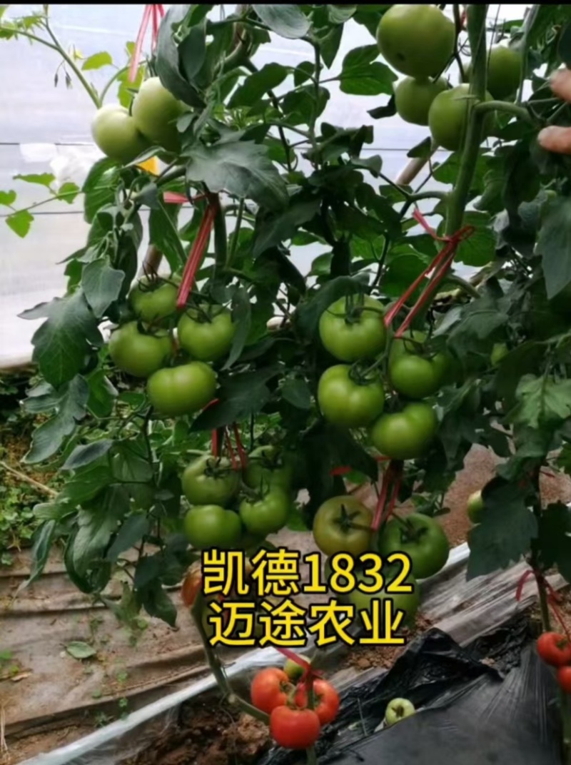 西红柿苗大果口感硬粉早熟抗死棵抗线虫产量高