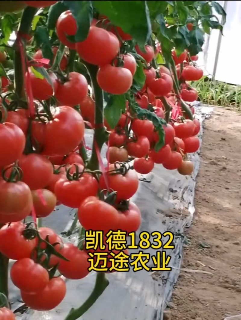 西红柿苗大果口感硬粉早熟抗死棵抗线虫产量高
