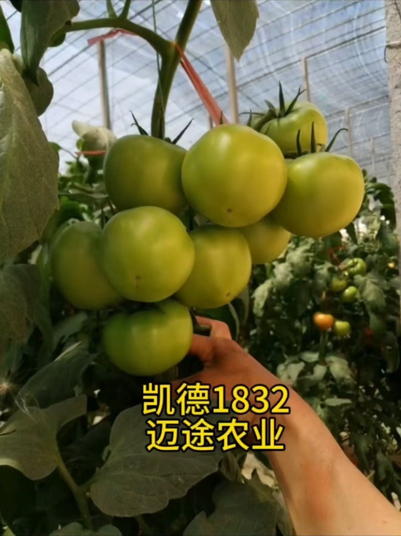 西红柿苗大果口感硬粉早熟抗死棵抗线虫产量高