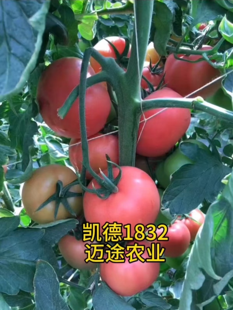 西红柿苗大果口感硬粉早熟抗死棵抗线虫产量高