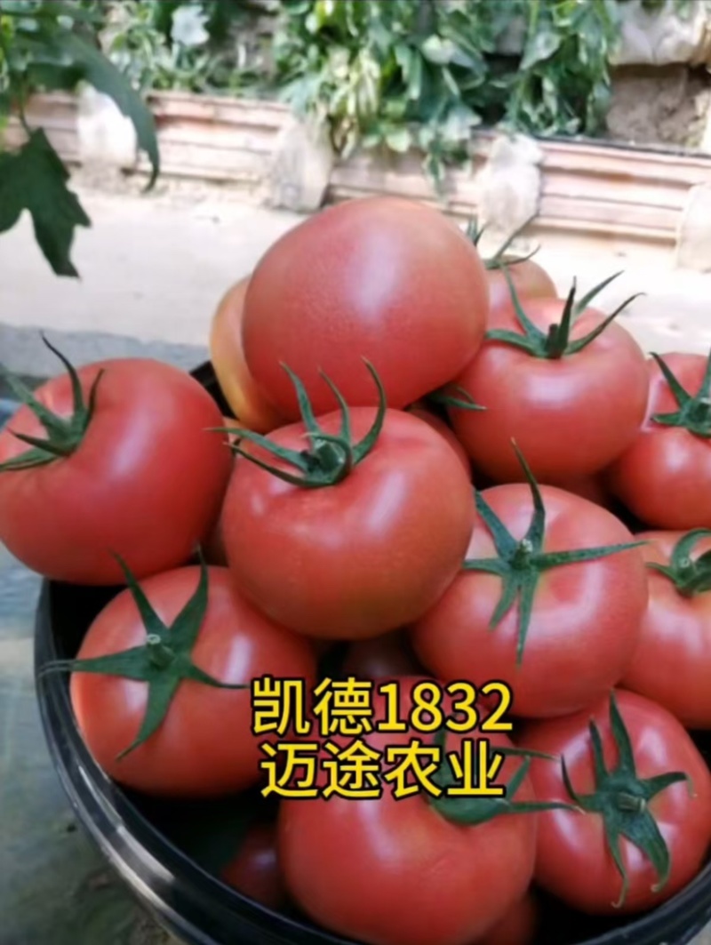 西红柿苗大果口感硬粉早熟抗死棵抗线虫产量高