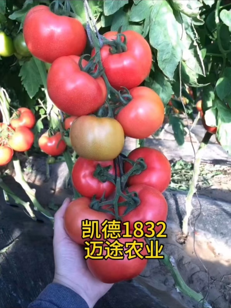西红柿苗大果口感硬粉早熟抗死棵抗线虫产量高
