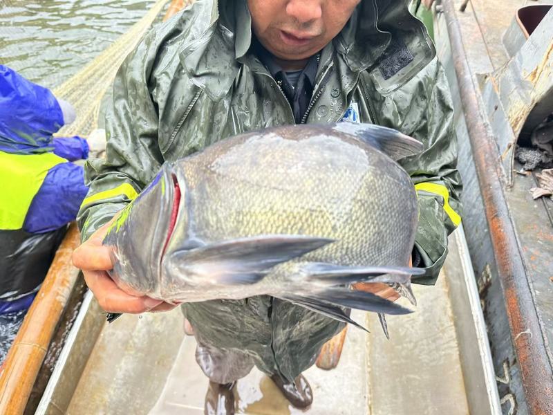 鲢鳙鱼，贵州深山大湖人放天养，国企担当，值得信赖