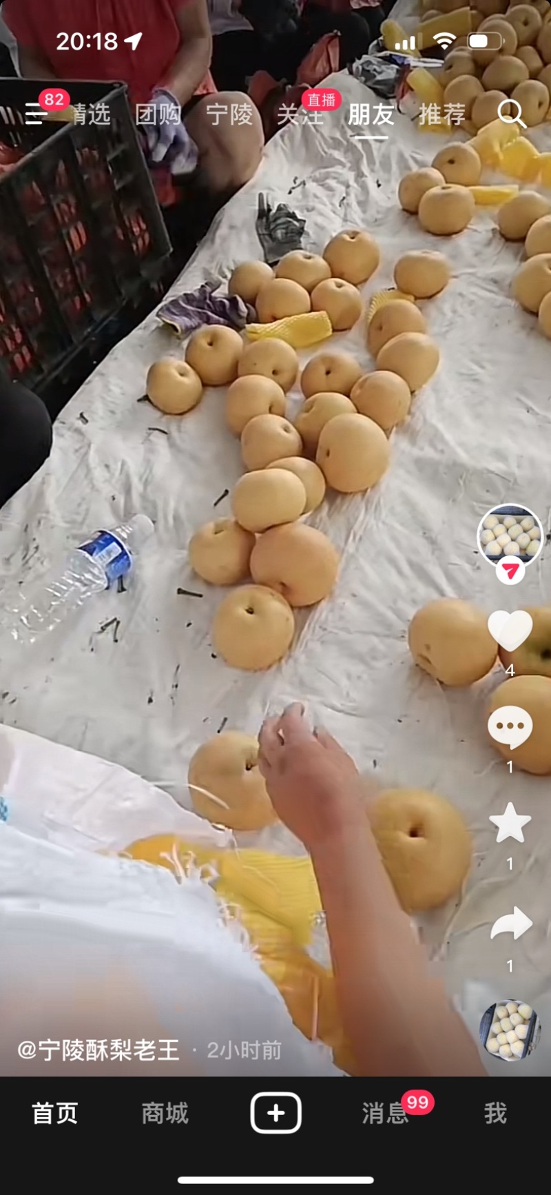 秋月梨