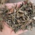 中草药稀签草新货豨签草无杂质