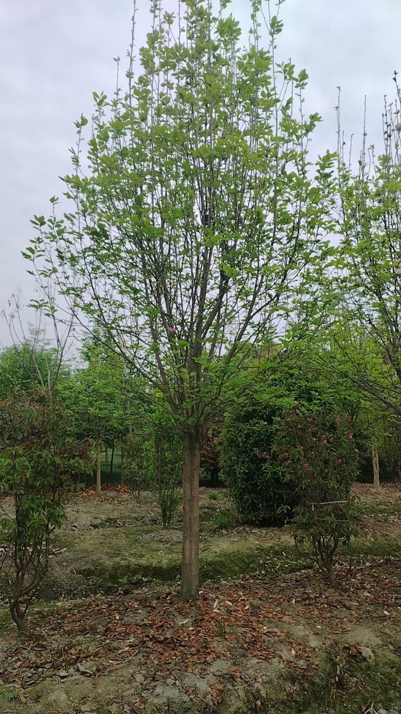 成都红花玉兰6公分8公分10公分12公分15公分