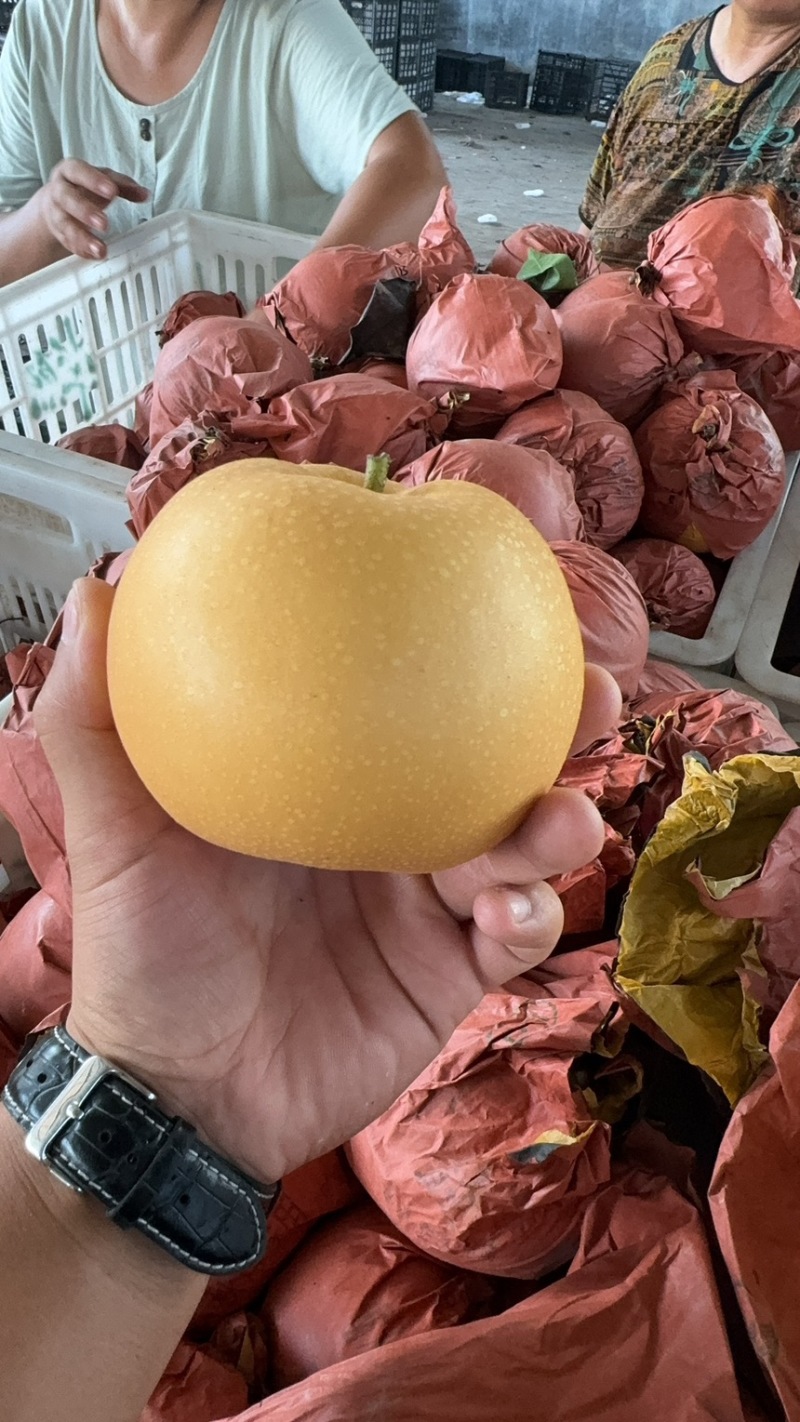 十年老店，只卖真苗！鑫玉早蜜梨，7月中旬成熟，大果型，