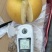 十年老店，只卖真苗！鑫玉早蜜梨，7月中旬成熟，大果型，