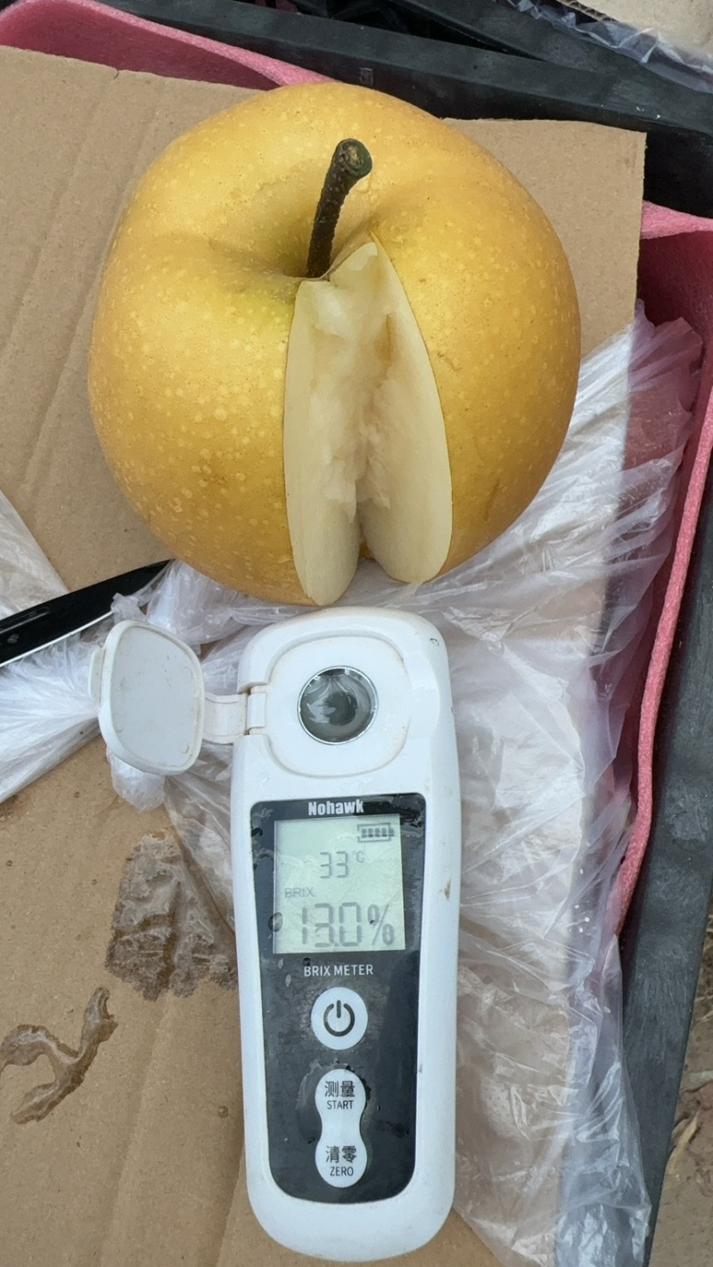 十年老店，只卖真苗！鑫玉早蜜梨，7月中旬成熟，大果型，