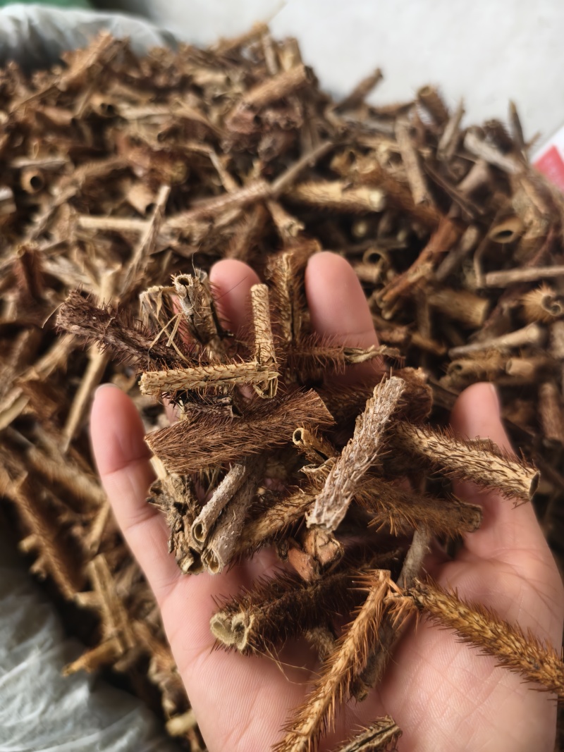 红毛刺五加刺五加皮抽芯刺五加