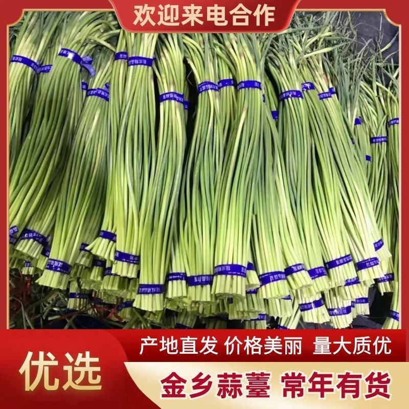 【金乡蒜苔】产地货源专业加工代收代发对接全国商超批发