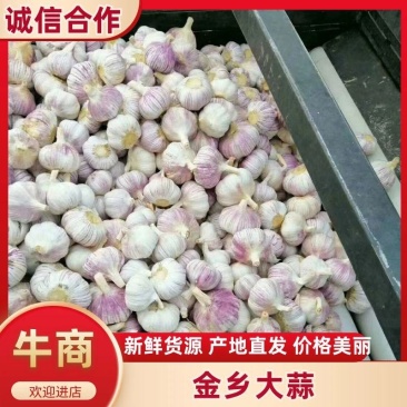 金乡大蒜山东大蒜产区直发代收代发代存冷库出租
