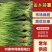 红帽蒜苔专业代收代存,物美价廉。一吨起批。天天有货