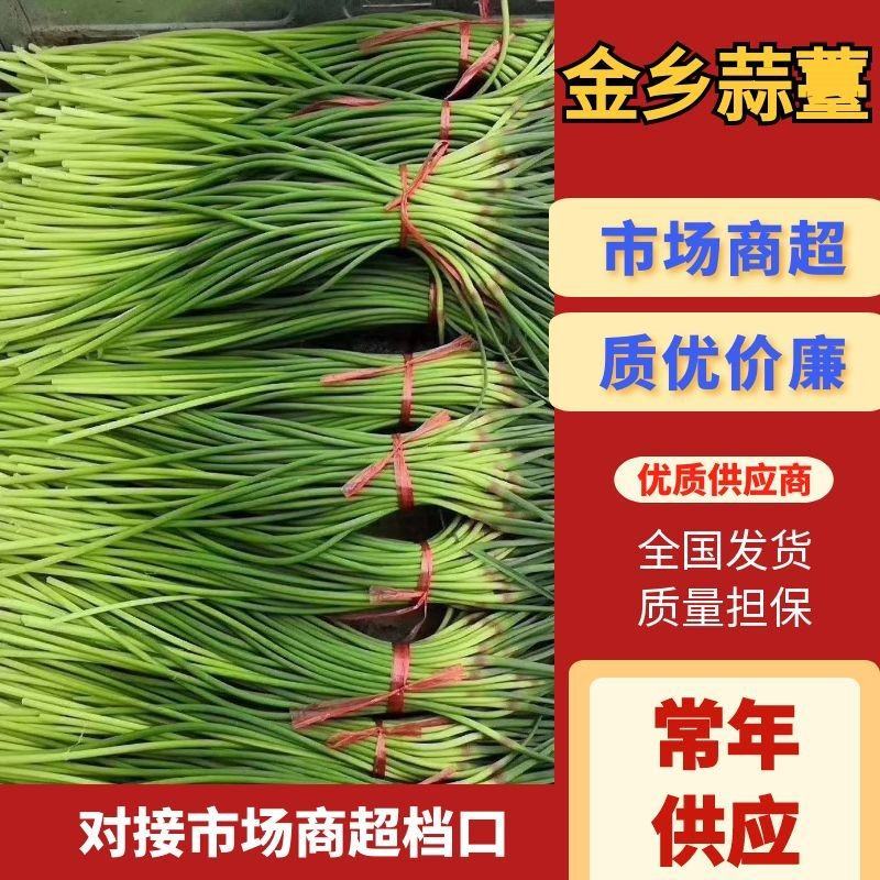 红帽蒜苔专业代收代存，物美价廉。一吨起批。天天有货