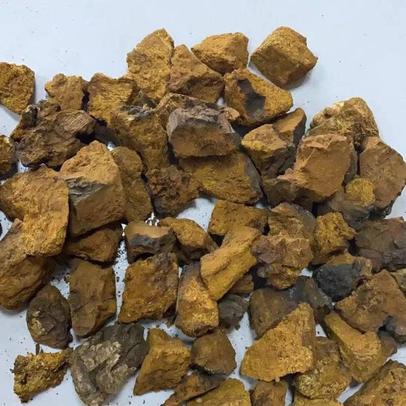 桦树茸白桦树茸桦褐孔菌冷背奇药材批发