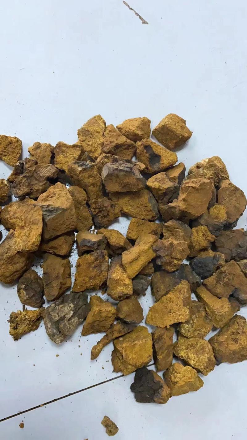 桦树茸白桦树茸桦褐孔菌冷背奇药材批发